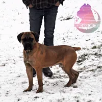 Red Fawn BOY, a male Cane Corso for sale in Spokane, WA – Photo 5 of 8