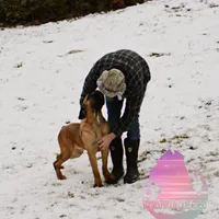 Red Fawn BOY, a male Cane Corso for sale in Spokane, WA – Photo 7 of 8