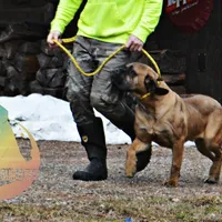 Red Fawn BOY, a male Cane Corso for sale in Spokane, WA – Photo 1 of 8