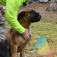 Red Fawn BOY, a male Cane Corso for sale in Spokane, WA – Photo 2 of 8
