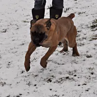 Red Fawn BOY, a male Cane Corso for sale in Spokane, WA – Photo 8 of 8