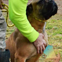 Red Fawn BOY, a male Cane Corso for sale in Spokane, WA – Photo 4 of 8