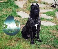 Dune, a male Cane Corso for sale in Spokane, WA – Photo 5 of 9