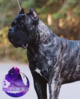 Dune, a male Cane Corso for sale in Spokane, WA – Photo 7 of 9