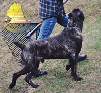 Dune, a male Cane Corso for sale in Spokane, WA – Photo 4 of 9