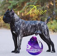 Dune, a male Cane Corso for sale in Spokane, WA – Photo 1 of 9