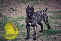 Dune, a male Cane Corso for sale in Spokane, WA – Photo 9 of 9
