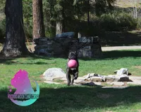 Dune, a male Cane Corso for sale in Spokane, WA – Photo 3 of 9