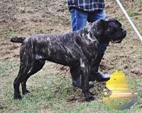 Dune, a male Cane Corso for sale in Spokane, WA – Photo 6 of 9