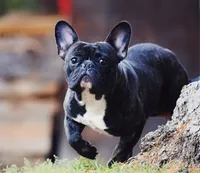 Frankie, a male French Bulldog for sale in Spokane, WA – 5 of 7