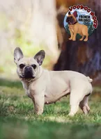 Champania, a female French Bulldog for sale in Spokane, WA – Photo 6 of 10