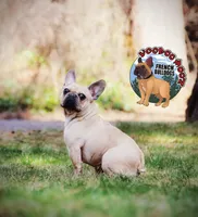 Champania, a female French Bulldog for sale in Spokane, WA – Photo 10 of 10