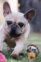 Champania, a female French Bulldog for sale in Spokane, WA – Photo 3 of 10