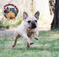 Champania, a female French Bulldog for sale in Spokane, WA – Photo 9 of 10