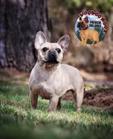 Champania, a female French Bulldog for sale in Spokane, WA – Photo 8 of 10