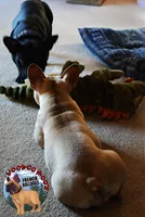 processed/a6d19e12-c0ea-4144-b952-1ac96d2c4bda/listing/3a74d814-e9e6-4713-bf31-edd42db282c5/cd3d5186-f900-40d3-8eb2-e561f38a689c