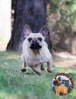 Champania, a female French Bulldog for sale in Spokane, WA – Photo 4 of 10