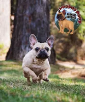 Champania, a female French Bulldog for sale in Spokane, WA – Photo 7 of 10