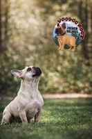 Champania, a female French Bulldog for sale in Spokane, WA – Photo 5 of 10