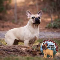 Champania, a female French Bulldog for sale in Spokane, WA – Photo 1 of 10