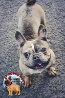 Elon, a male French Bulldog for sale in Spokane, WA – Photo 3 of 7