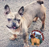 Elon, a male French Bulldog for sale in Spokane, WA – Photo 5 of 7