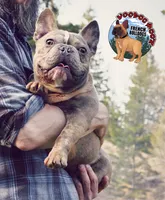 Elon, a male French Bulldog for sale in Spokane, WA – Photo 1 of 7