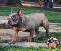 Elon, a male French Bulldog for sale in Spokane, WA – Photo 6 of 7