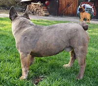 Elon, a male French Bulldog for sale in Spokane, WA – Photo 7 of 7