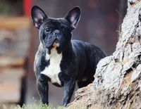 Frankie, a male French Bulldog for sale in Spokane, WA – 3 of 7