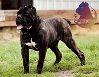 Gunner ~ Instant Guardian, a male Cane Corso for sale in Spokane, WA – 1 of 2