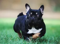 Koala Jack, a male French Bulldog for sale in Spokane, WA – 3 of 7