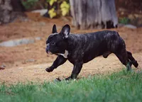 Frankie, a male French Bulldog for sale in Spokane, WA – 1 of 7