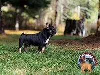 Koala Jack, a male French Bulldog for sale in Spokane, WA – 2 of 6