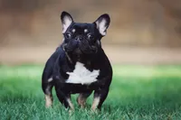 Koala Jack, a male French Bulldog for sale in Spokane, WA – 7 of 7