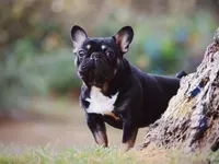 Koala Jack, a male French Bulldog for sale in Spokane, WA – 6 of 7