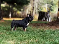Koala Jack, a male French Bulldog for sale in Spokane, WA – 4 of 7