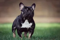 Koala Jack, a male French Bulldog for sale in Spokane, WA – 2 of 7