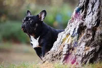 Koala Jack, a male French Bulldog for sale in Spokane, WA – 5 of 7