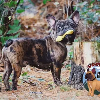 Cocoa Merle BOY ! Pending, a male French Bulldog for sale in Spokane, WA – Photo 9 of 9