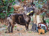 Cocoa Merle BOY, a male French Bulldog for sale in Spokane, WA – Photo 9 of 9