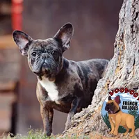 Cocoa Merle BOY ! Pending, a male French Bulldog for sale in Spokane, WA – Photo 4 of 9