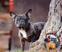 Cocoa Merle BOY, a male French Bulldog for sale in Spokane, WA – Photo 4 of 9