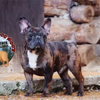 Cocoa Merle BOY ! Pending, a male French Bulldog for sale in Spokane, WA – Photo 8 of 9