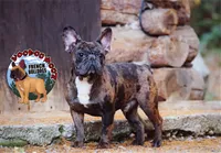 Cocoa Merle BOY, a male French Bulldog for sale in Spokane, WA – Photo 8 of 9