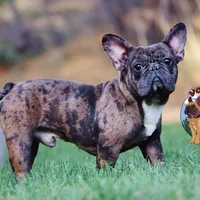 Cocoa Merle BOY ! Pending, a male French Bulldog for sale in Spokane, WA – Photo 5 of 9