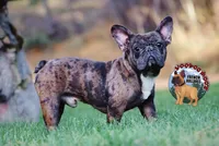 Cocoa Merle BOY, a male French Bulldog for sale in Spokane, WA – Photo 5 of 9