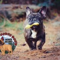 Cocoa Merle BOY ! Pending, a male French Bulldog for sale in Spokane, WA – Photo 2 of 9