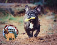 Cocoa Merle BOY, a male French Bulldog for sale in Spokane, WA – Photo 2 of 9