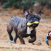 Cocoa Merle BOY ! Pending, a male French Bulldog for sale in Spokane, WA – Photo 6 of 9